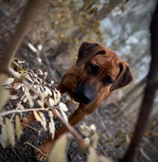 Illustration de l'article : 19 photos montrant que les Rhodesian Ridgeback sont de merveilleux compagnons à 4 pattes