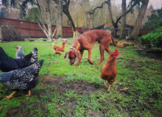 Illustration de l'article : 19 photos montrant que les Rhodesian Ridgeback sont de merveilleux compagnons à 4 pattes