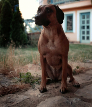 Illustration de l'article : 19 photos montrant que les Rhodesian Ridgeback sont de merveilleux compagnons à 4 pattes