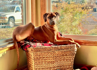 Illustration de l'article : 19 photos montrant que les Rhodesian Ridgeback sont de merveilleux compagnons à 4 pattes