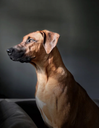 Illustration de l'article : 19 photos montrant que les Rhodesian Ridgeback sont de merveilleux compagnons à 4 pattes