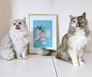 Illustration de l'article : 14 photos de Geri, la chatte « chimère » aux 2 visages