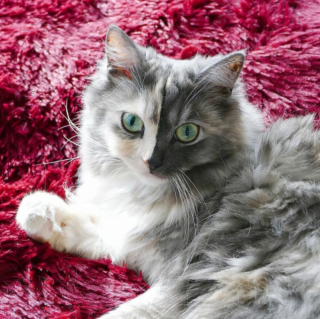 Illustration de l'article : 14 photos de Geri, la chatte « chimère » aux 2 visages