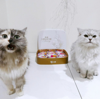 Illustration de l'article : 14 photos de Geri, la chatte « chimère » aux 2 visages