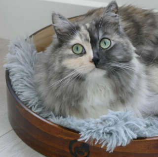 Illustration de l'article : 14 photos de Geri, la chatte « chimère » aux 2 visages