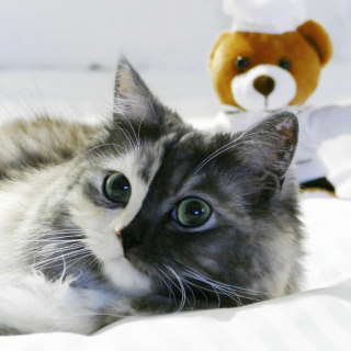 Illustration de l'article : 14 photos de Geri, la chatte « chimère » aux 2 visages