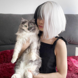 Illustration de l'article : 14 photos de Geri, la chatte « chimère » aux 2 visages