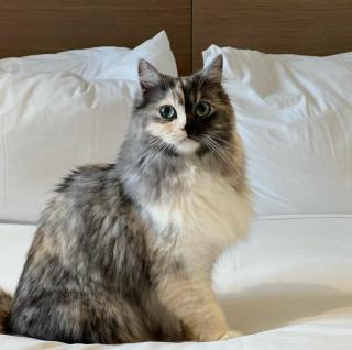 Illustration de l'article : 14 photos de Geri, la chatte « chimère » aux 2 visages