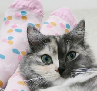 Illustration de l'article : 14 photos de Geri, la chatte « chimère » aux 2 visages