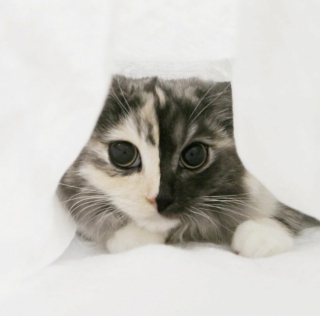 Illustration de l'article : 14 photos de Geri, la chatte « chimère » aux 2 visages