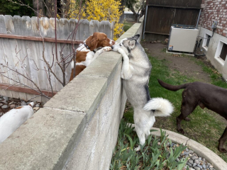 Illustration de l'article : 19 photos de chiens si curieux, qu’ils ne peuvent s’empêcher de regarder à travers la palissade