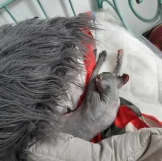 Illustration de l'article : 20 photos pour apprendre à connaître le Donskoy ou chat Sphynx du Don