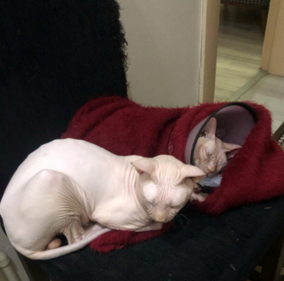 Illustration de l'article : 20 photos pour apprendre à connaître le Donskoy ou chat Sphynx du Don