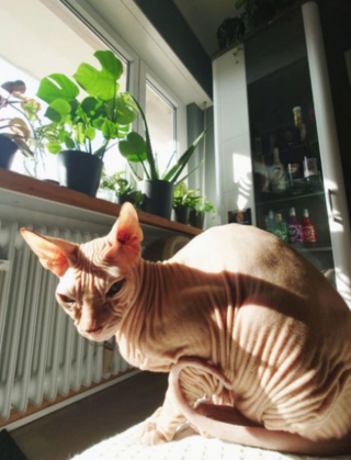 Illustration de l'article : 20 photos pour apprendre à connaître le Donskoy ou chat Sphynx du Don