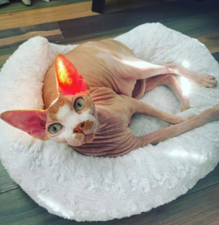 Illustration de l'article : 20 photos pour apprendre à connaître le Donskoy ou chat Sphynx du Don