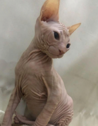 Illustration de l'article : 20 photos pour apprendre à connaître le Donskoy ou chat Sphynx du Don