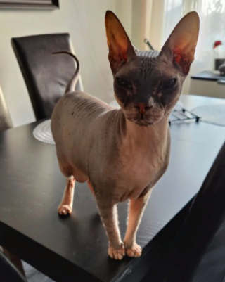 Illustration de l'article : 20 photos pour apprendre à connaître le Donskoy ou chat Sphynx du Don