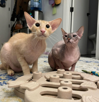 Illustration de l'article : 20 photos pour apprendre à connaître le Donskoy ou chat Sphynx du Don