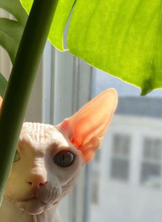Illustration de l'article : 20 photos pour apprendre à connaître le Donskoy ou chat Sphynx du Don