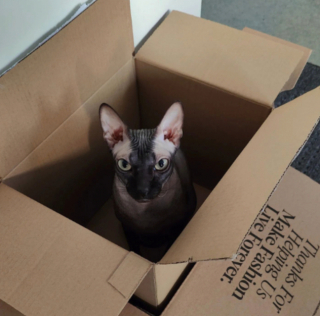 Illustration de l'article : 20 photos pour apprendre à connaître le Donskoy ou chat Sphynx du Don