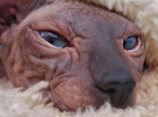 Illustration de l'article : 20 photos pour apprendre à connaître le Donskoy ou chat Sphynx du Don