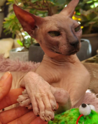 Illustration de l'article : 20 photos pour apprendre à connaître le Donskoy ou chat Sphynx du Don