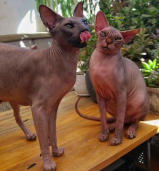 Illustration de l'article : 20 photos pour apprendre à connaître le Donskoy ou chat Sphynx du Don