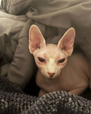 Illustration de l'article : 20 photos pour apprendre à connaître le Donskoy ou chat Sphynx du Don