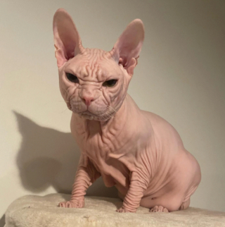 Illustration de l'article : 20 photos pour apprendre à connaître le Donskoy ou chat Sphynx du Don