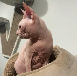 Illustration de l'article : 20 photos pour apprendre à connaître le Donskoy ou chat Sphynx du Don