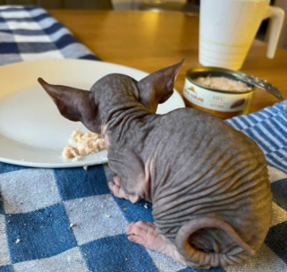 Illustration de l'article : 20 photos pour apprendre à connaître le Donskoy ou chat Sphynx du Don