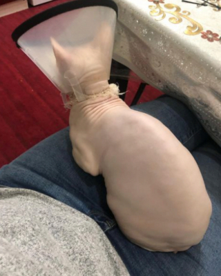 Illustration de l'article : 20 photos pour apprendre à connaître le Donskoy ou chat Sphynx du Don