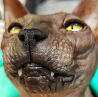 Illustration de l'article : 20 photos pour apprendre à connaître le Donskoy ou chat Sphynx du Don