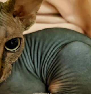 Illustration de l'article : 20 photos pour apprendre à connaître le Donskoy ou chat Sphynx du Don