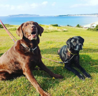 Illustration de l'article : Le témoignage poignant d'une femme endeuillée par la disparition de son chien et se sentant incomprise