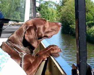 Illustration de l'article : Le témoignage poignant d'une femme endeuillée par la disparition de son chien et se sentant incomprise