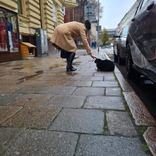 Illustration de l'article : Ce chat star des réseaux sociaux devient la première attraction touristique de sa ville 