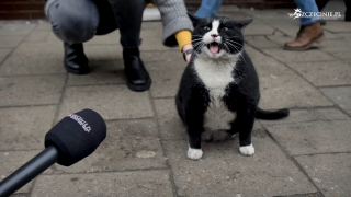Illustration de l'article : Ce chat star des réseaux sociaux devient la première attraction touristique de sa ville 