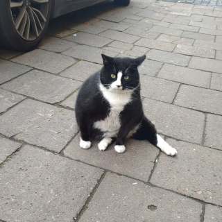 Illustration de l'article : Ce chat star des réseaux sociaux devient la première attraction touristique de sa ville 