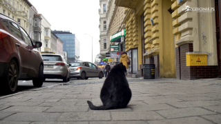 Illustration de l'article : Ce chat star des réseaux sociaux devient la première attraction touristique de sa ville 