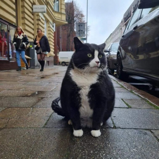 Illustration de l'article : Ce chat star des réseaux sociaux devient la première attraction touristique de sa ville 