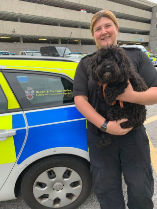 Illustration de l'article : Cette chienne perdue est vendue par un sans-abri avant d’être retrouvé par ses maîtres à plus de 300 kilomètres de chez elle