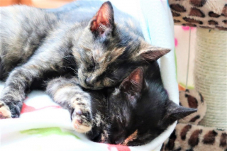 Illustration de l'article : Après plusieurs jours d’attente, ces deux chats d’une même famille d’accueil peuvent enfin se rencontrer pour leur plus grand bonheur