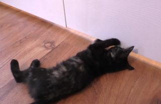 Illustration de l'article : Après plusieurs jours d’attente, ces deux chats d’une même famille d’accueil peuvent enfin se rencontrer pour leur plus grand bonheur