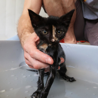 Illustration de l'article : Après plusieurs jours d’attente, ces deux chats d’une même famille d’accueil peuvent enfin se rencontrer pour leur plus grand bonheur