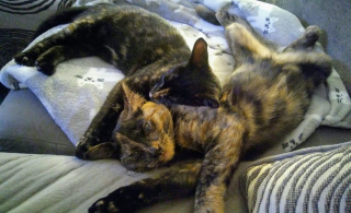 Illustration de l'article : Après plusieurs jours d’attente, ces deux chats d’une même famille d’accueil peuvent enfin se rencontrer pour leur plus grand bonheur