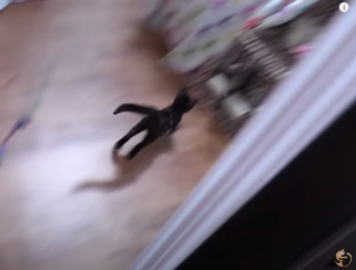 Illustration de l'article : Après plusieurs jours d’attente, ces deux chats d’une même famille d’accueil peuvent enfin se rencontrer pour leur plus grand bonheur