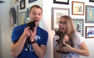 Illustration de l'article : Après plusieurs jours d’attente, ces deux chats d’une même famille d’accueil peuvent enfin se rencontrer pour leur plus grand bonheur