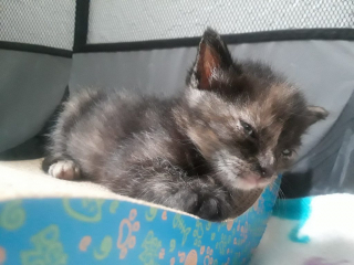 Illustration de l'article : Après plusieurs jours d’attente, ces deux chats d’une même famille d’accueil peuvent enfin se rencontrer pour leur plus grand bonheur