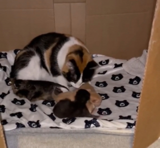 Illustration de l'article : L'attitude touchante d'une chatte ayant récemment accouché envers un chaton orphelin (vidéo)
